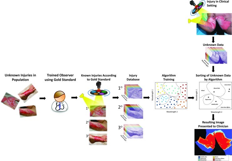 Development and application of an MSI-based machine learning model.